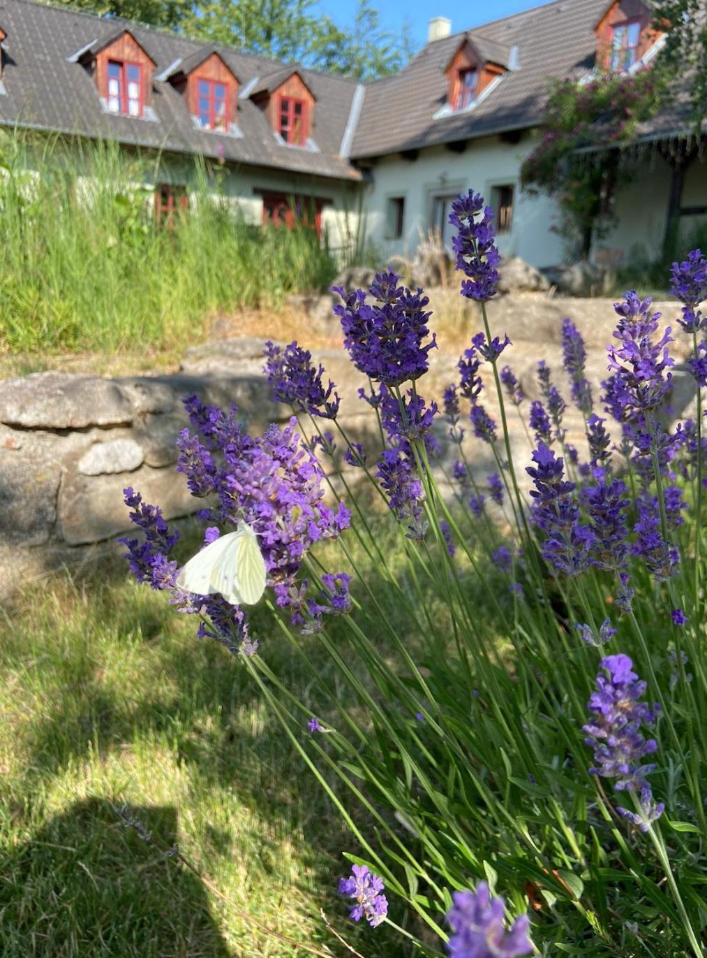 Apartmany Penzion Katerina Nadejkov ภายนอก รูปภาพ